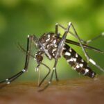 O mosquito da dengue cada vez mais poderoso.
